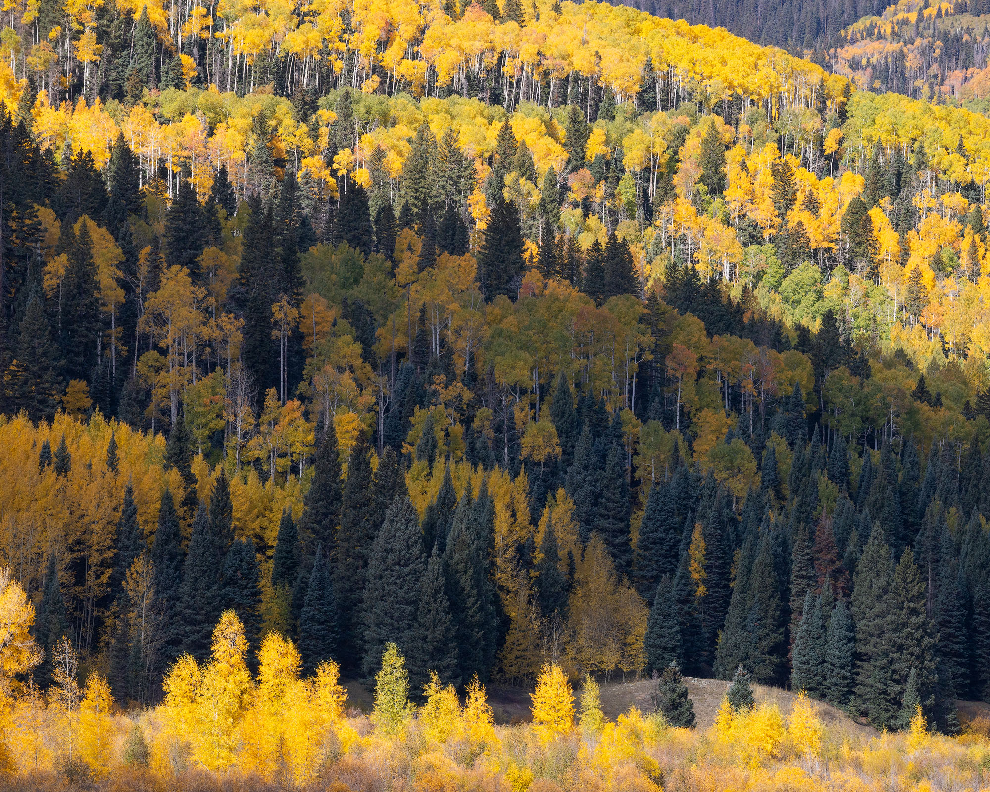 Midday Light Autumn aspens, cottonwood trees, and evergreens in southwestern Colorado. REASON FOR REJECTION: I do not know why I processed...