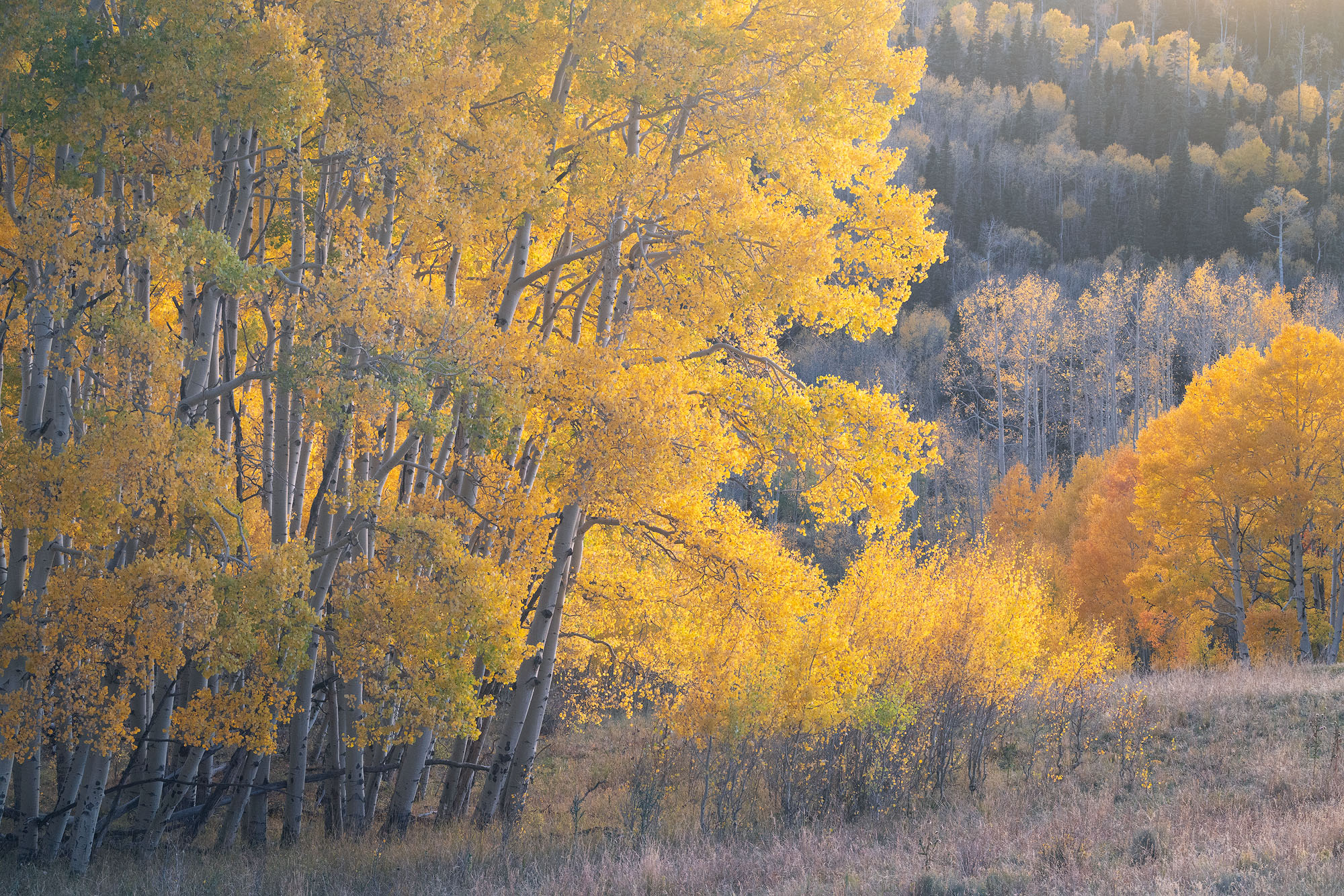 Meadow's Edge Golden aspen trees at the edge of a meadow at sunset. Southwestern Colorado. REASON FOR REJECTION: I was so excited about this...