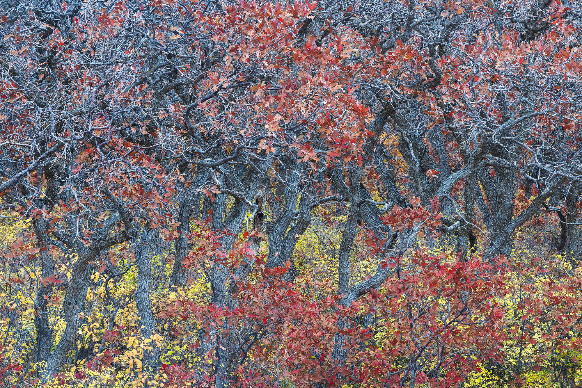 Red Gambel Oaks in Autumn Gambel oaks, turned a rusty red at the end of autumn, in southwestern Colorado. REASON FOR REJECTION: I wish the red oak leaves...