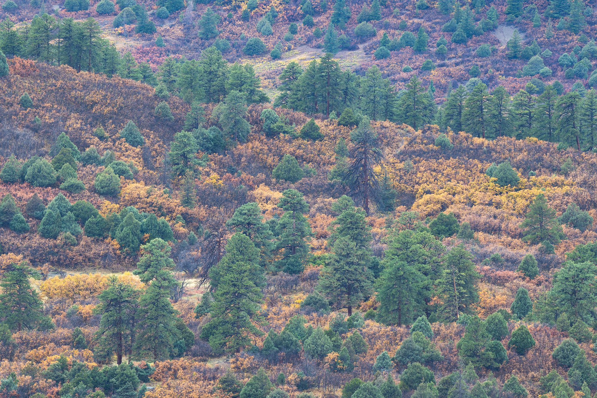 Ponderosa Pines and Gambel Oaks A hillside thick with tall ponderosa pines and colorful Gambel oak in autumn. Southwestern Colorado. REASON FOR REJECTION: I...
