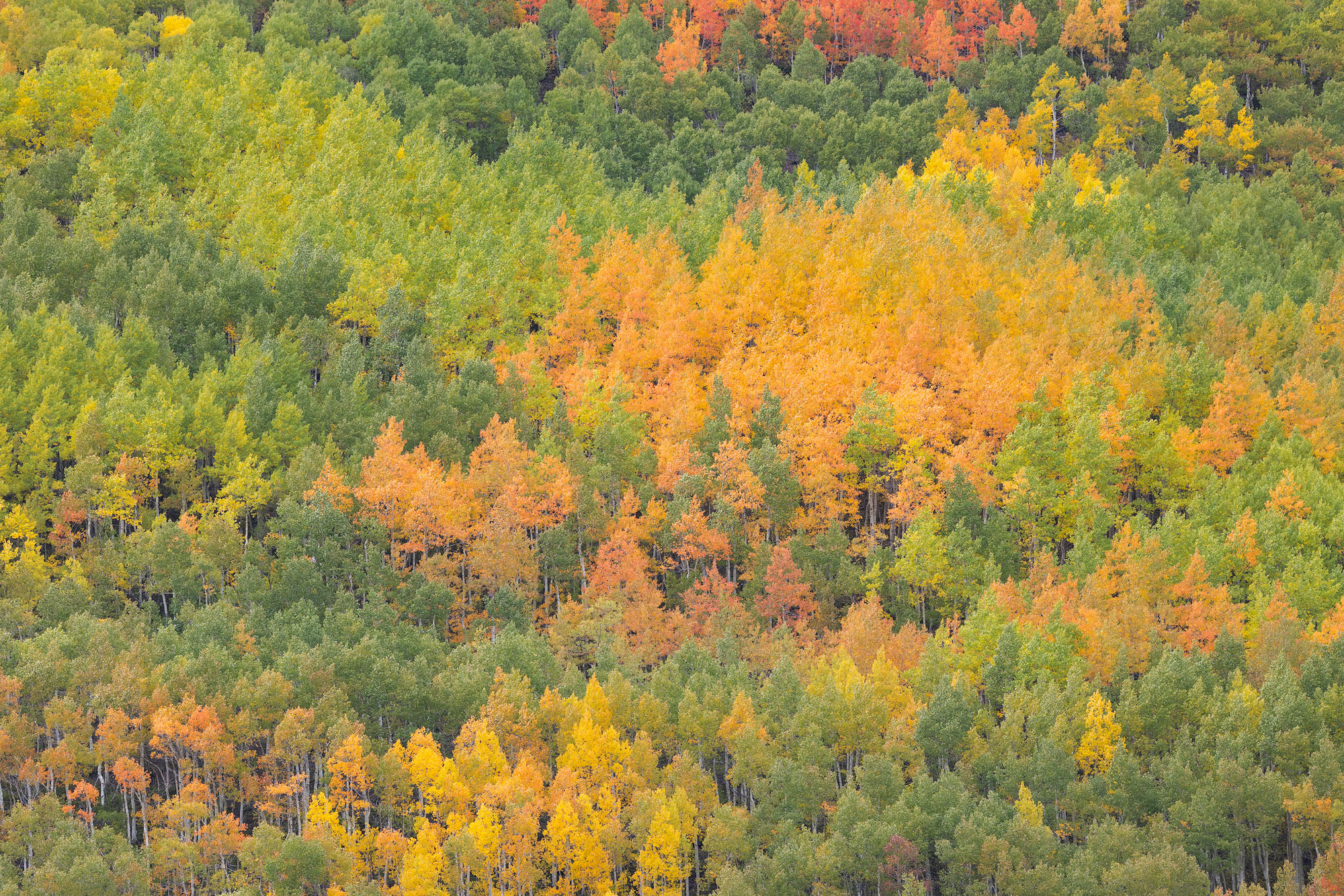 Color Mix, Aspen Trees An especially colorful hillside of aspen trees in early autumn in southwestern Colorado.REASON FOR REJECTION: If I were putting...