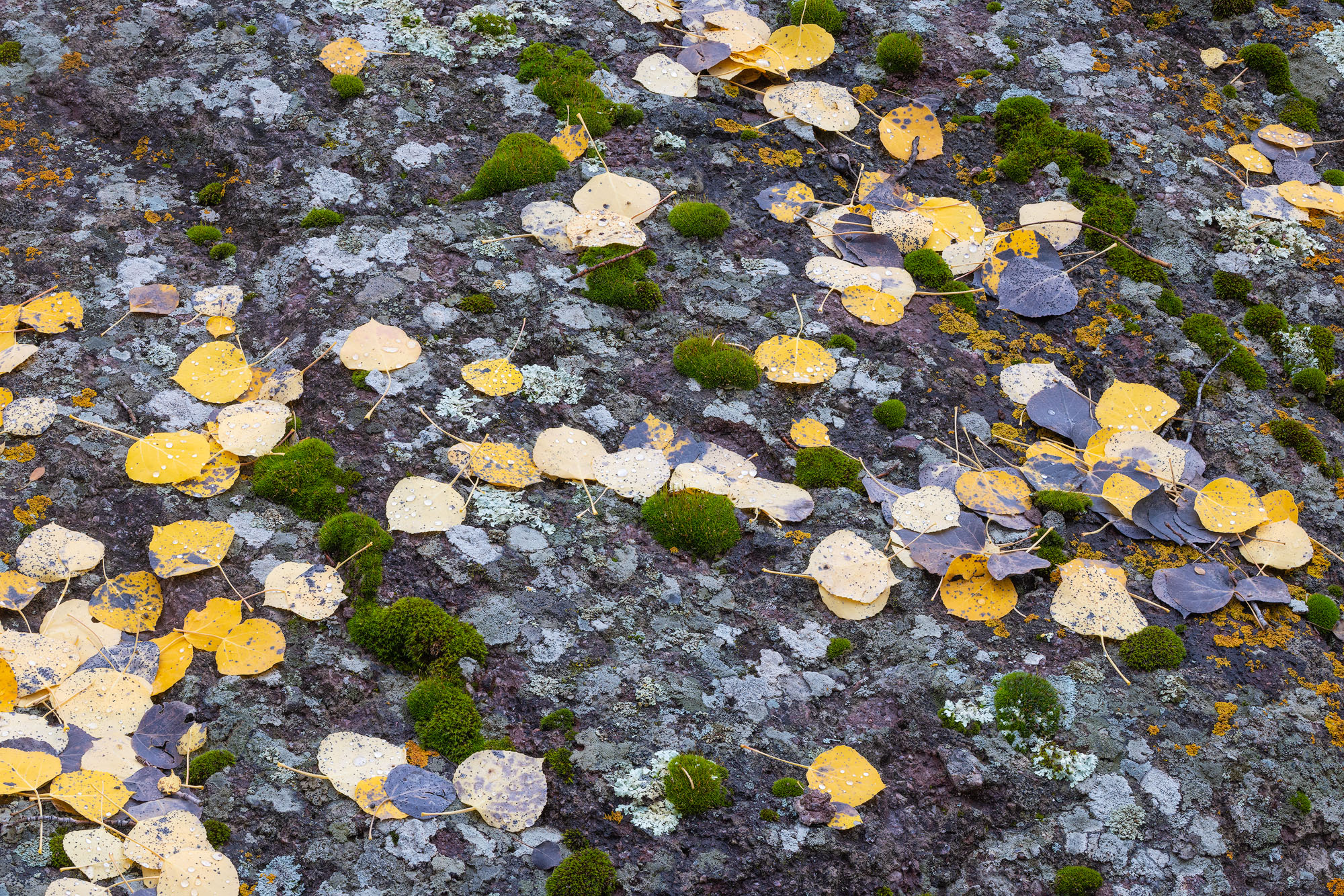 Leaves, Moss, Lichen, Rock Moss, a variety of lichens, and aspen leaves on a large boulder. San Juan Mountains of Colorado. REASON FOR REJECTION: I WANT...