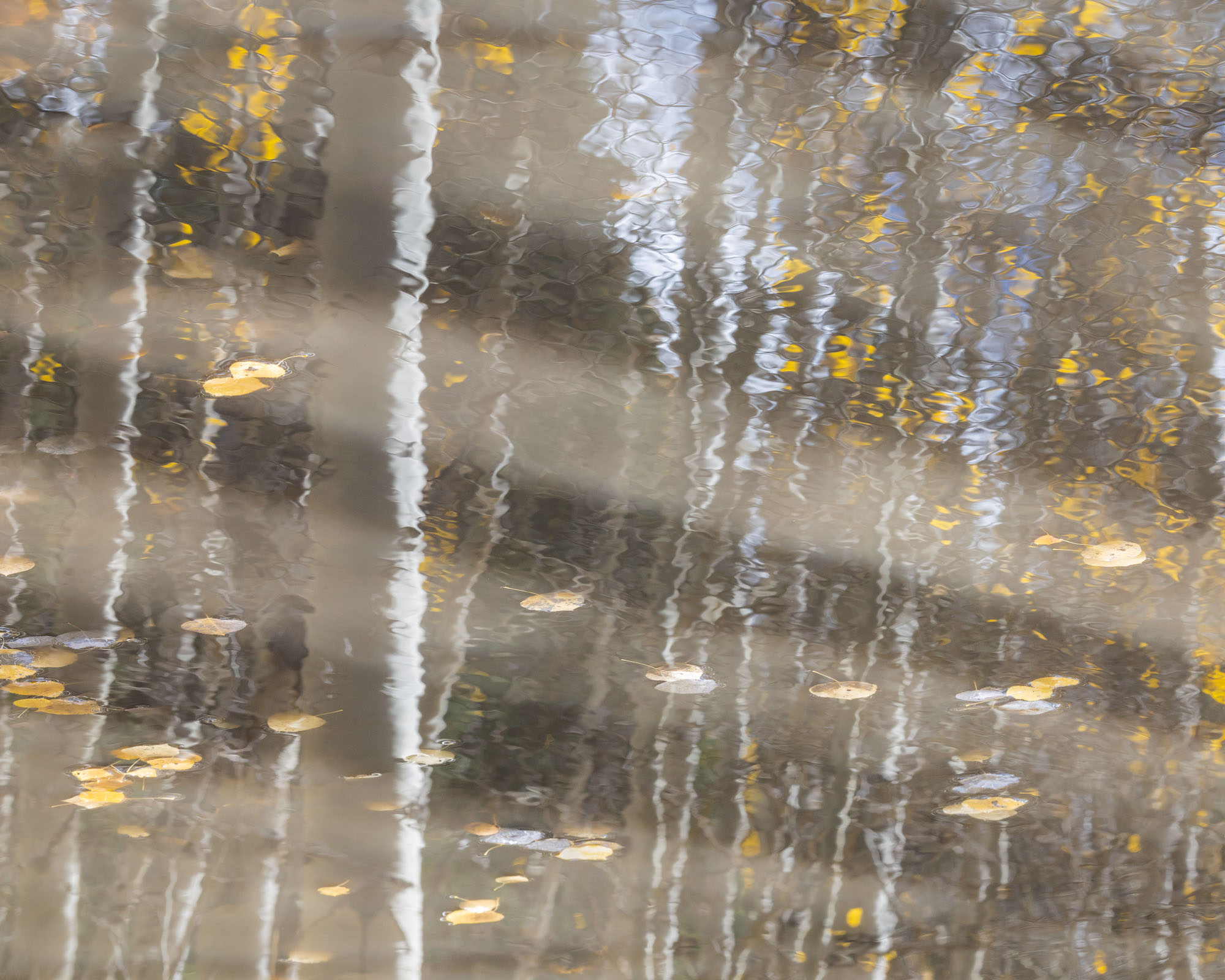 Aspen Leaves, Aspen Reflections Aspen trees reflect on the surface of a small pond, with autumnal aspen leaves floating by. San Juan Mountains of Colorado. REASON...