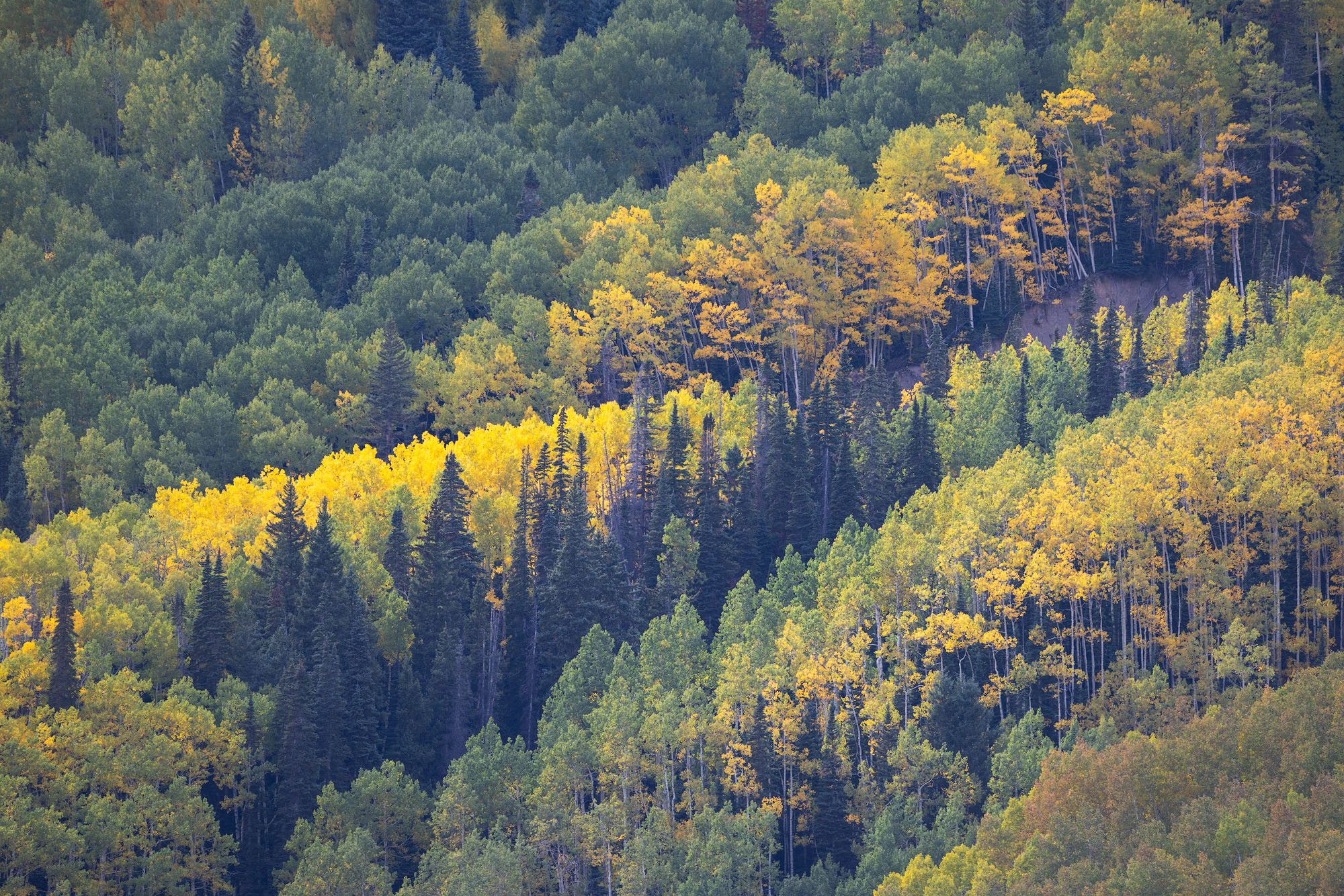 Aspens and Conifers, Southwestern Colorado Colorful aspen and conifer trees mix together on a steep mountainside in southwestern Colorado.REASON FOR REJECTION: I like the...
