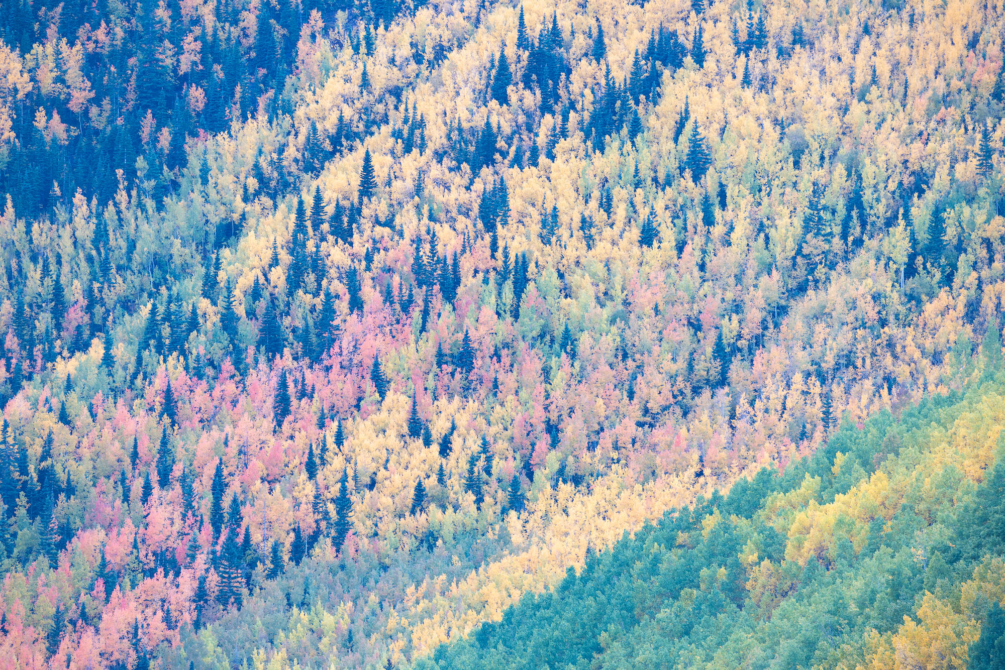 Aspens Forever A colorful hillside of evergreens and autumnal aspen trees. Southwestern Colorado.REASON FOR REJECTION: I love this hillside...