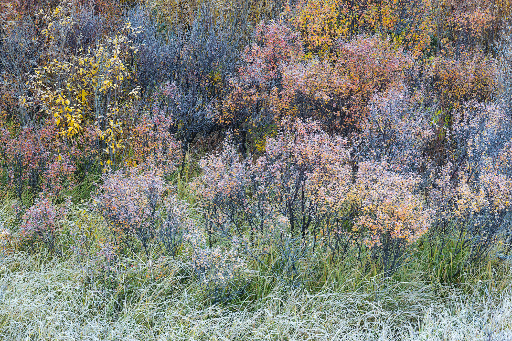 Frosty Birches and Grasses Frost-covered dwarf birches and grasses in autumn. Southwestern Colorado. REASON FOR REJECTION: Another photo I wanted to work...