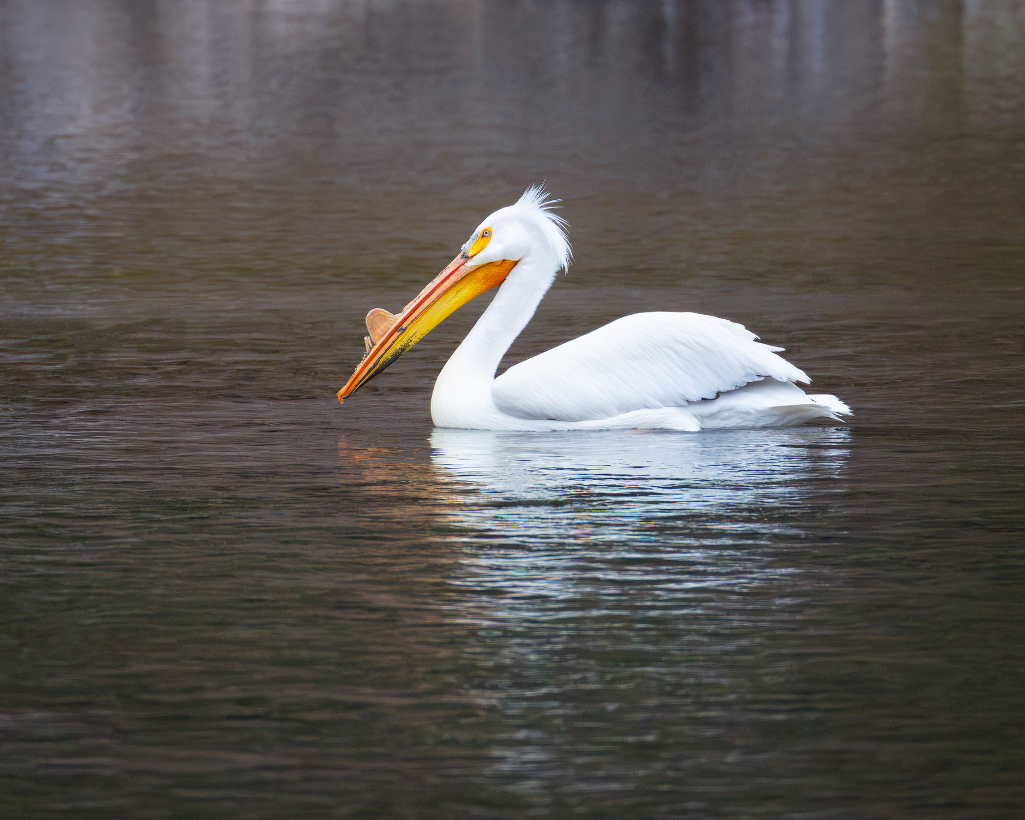 On the River A white pelican swims down the Snake River in Grand Teton National Park.
