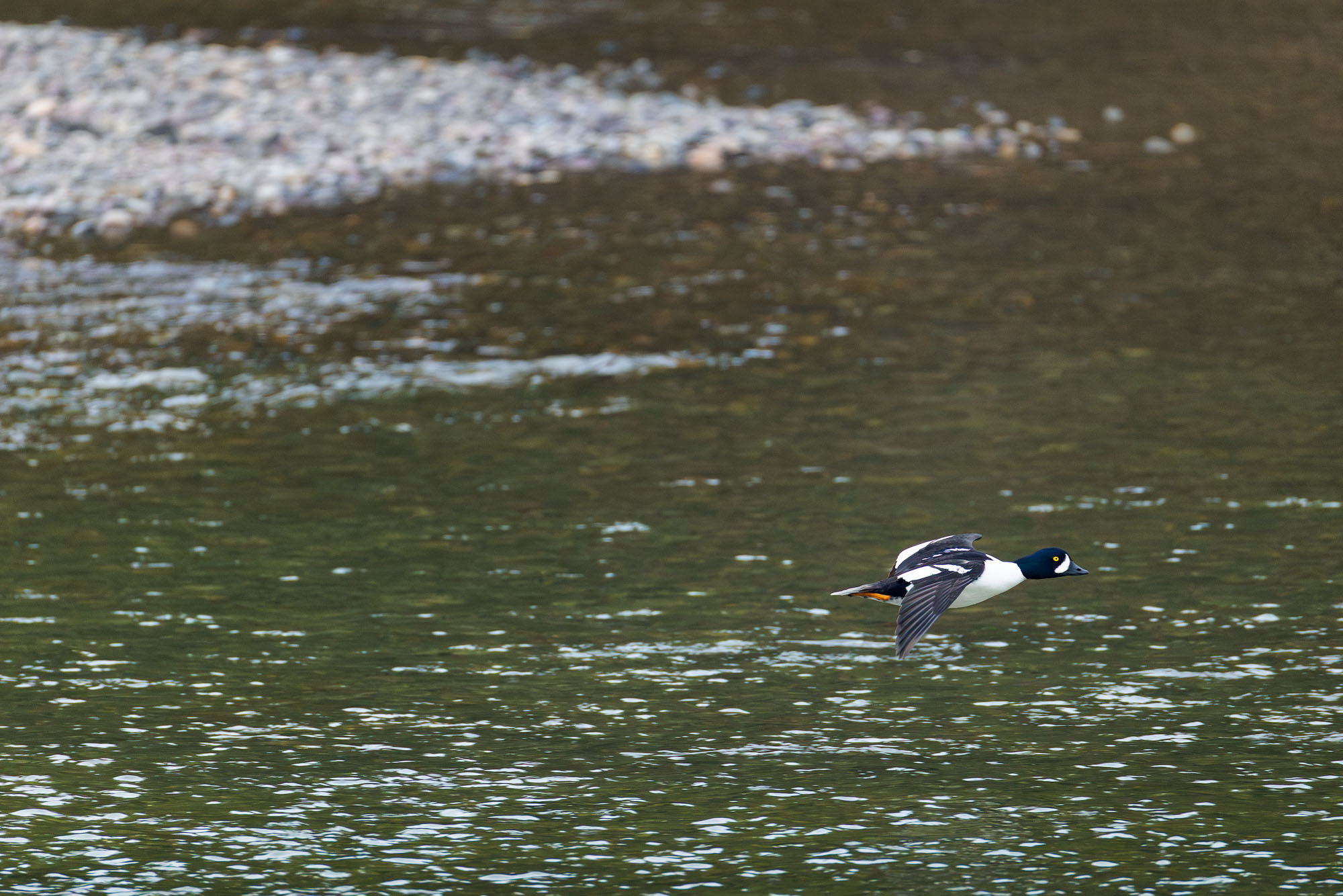 In Flight A Barrow's goldeneye flying just above the Snake River in Grand Teton National Park. We saw its mate entering end exiting a tiny...