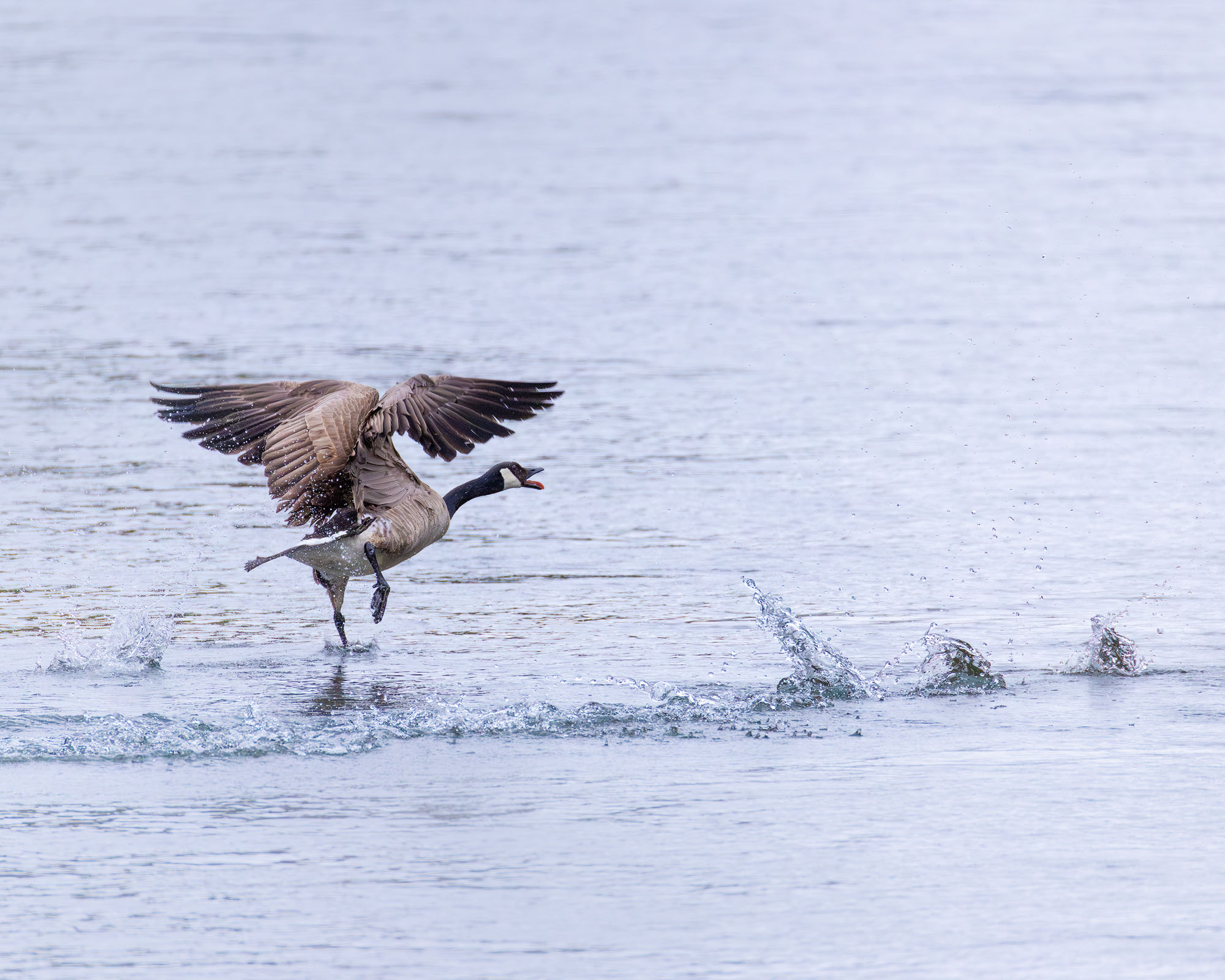 Stay Away We watched this Canada goose defending a nesting spot on the side of the Snake River for quite some time. Here, it is chasing...