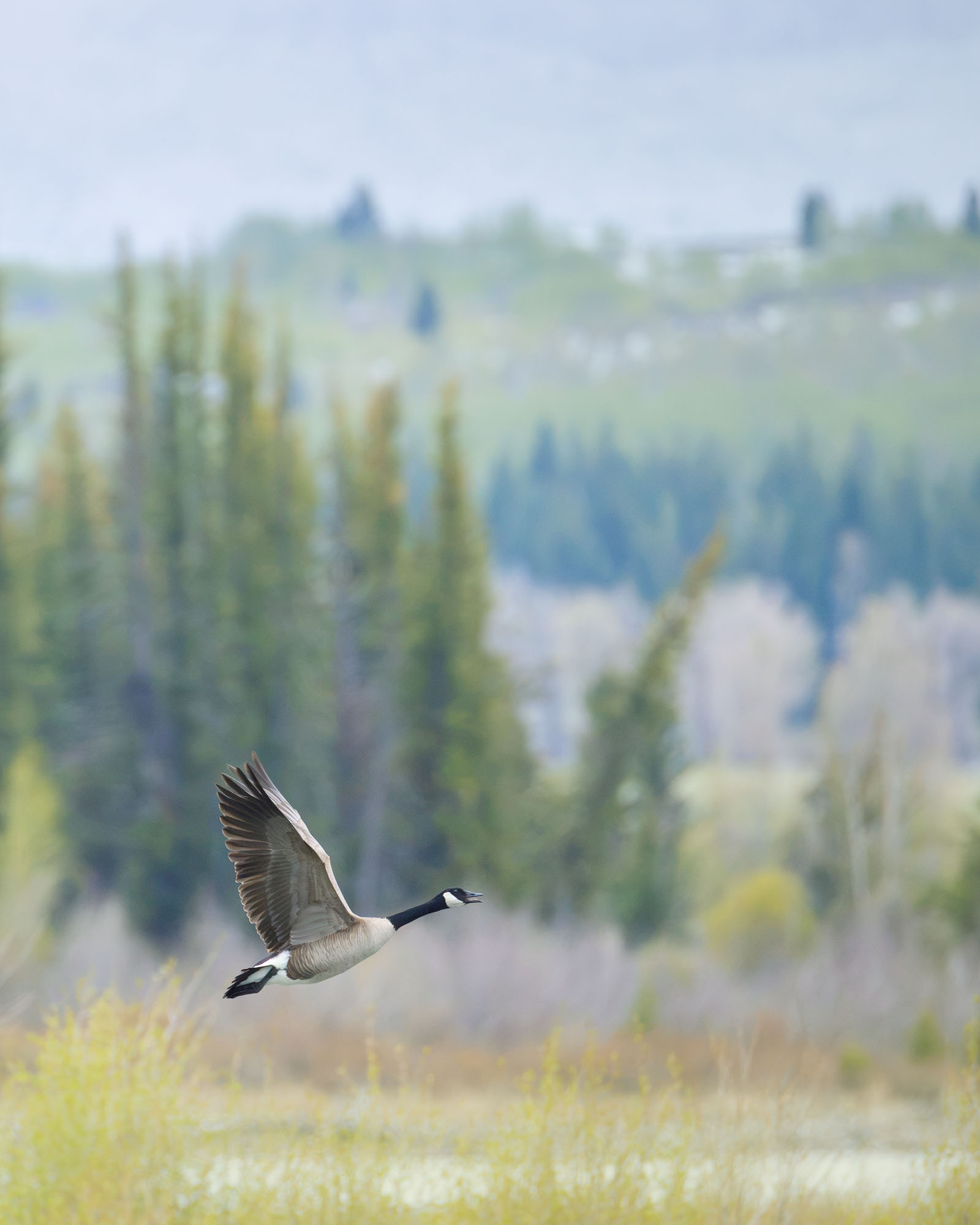 Signs of Spring A Canada goose flies in front of spring trees in Grand Teton National Park.