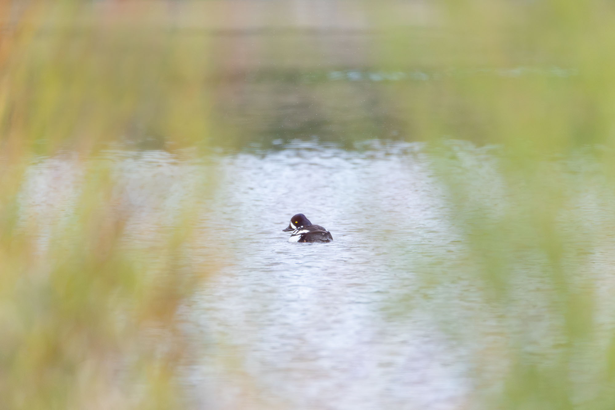 Through the Willows A glimpse of a male Barrow's goldeneye through some colorful willows growing on the bank of the Snake River in Grand Teton National...
