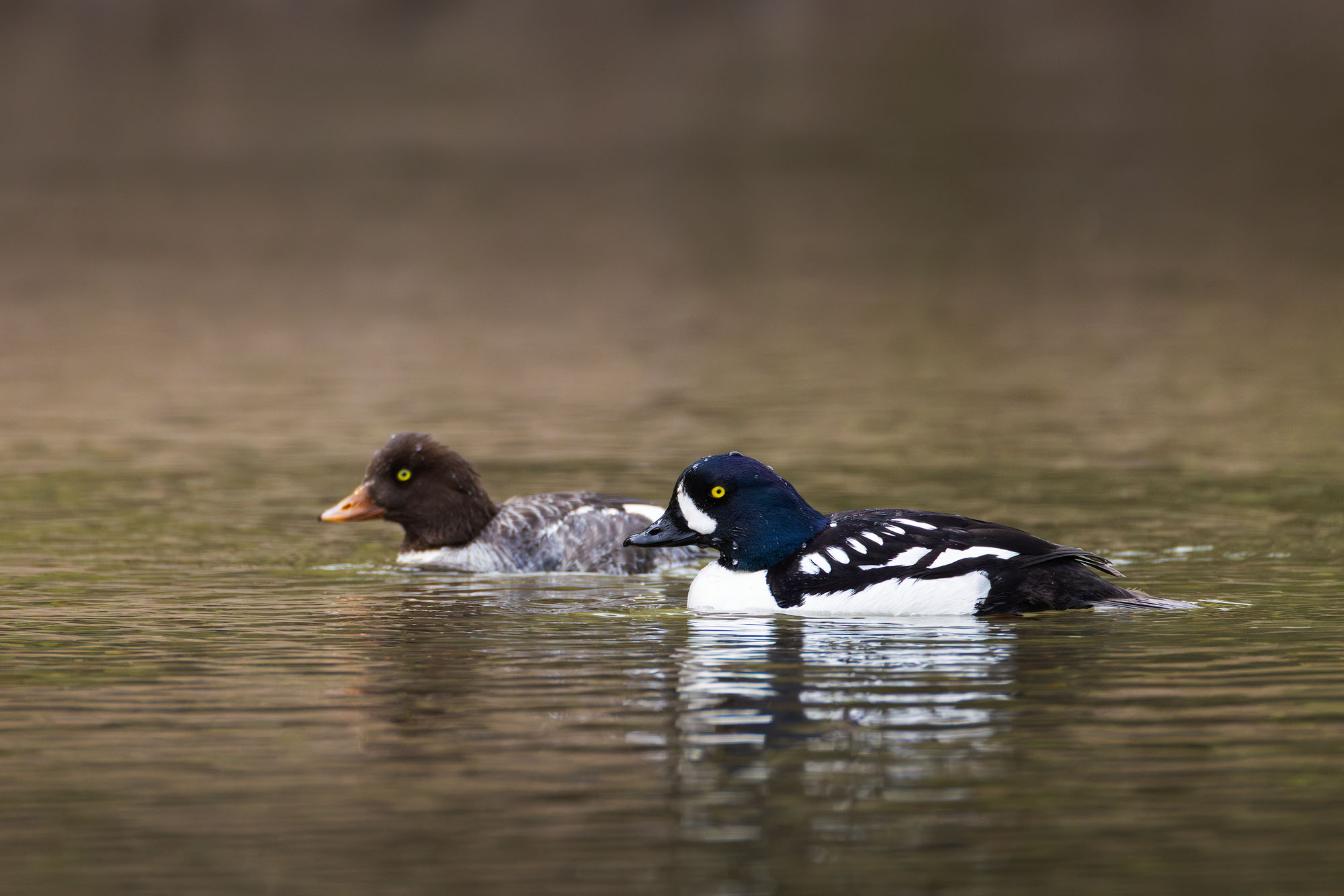 Paired Up A male and female Barrow's goldeneye pair cruise down the Snake River together.