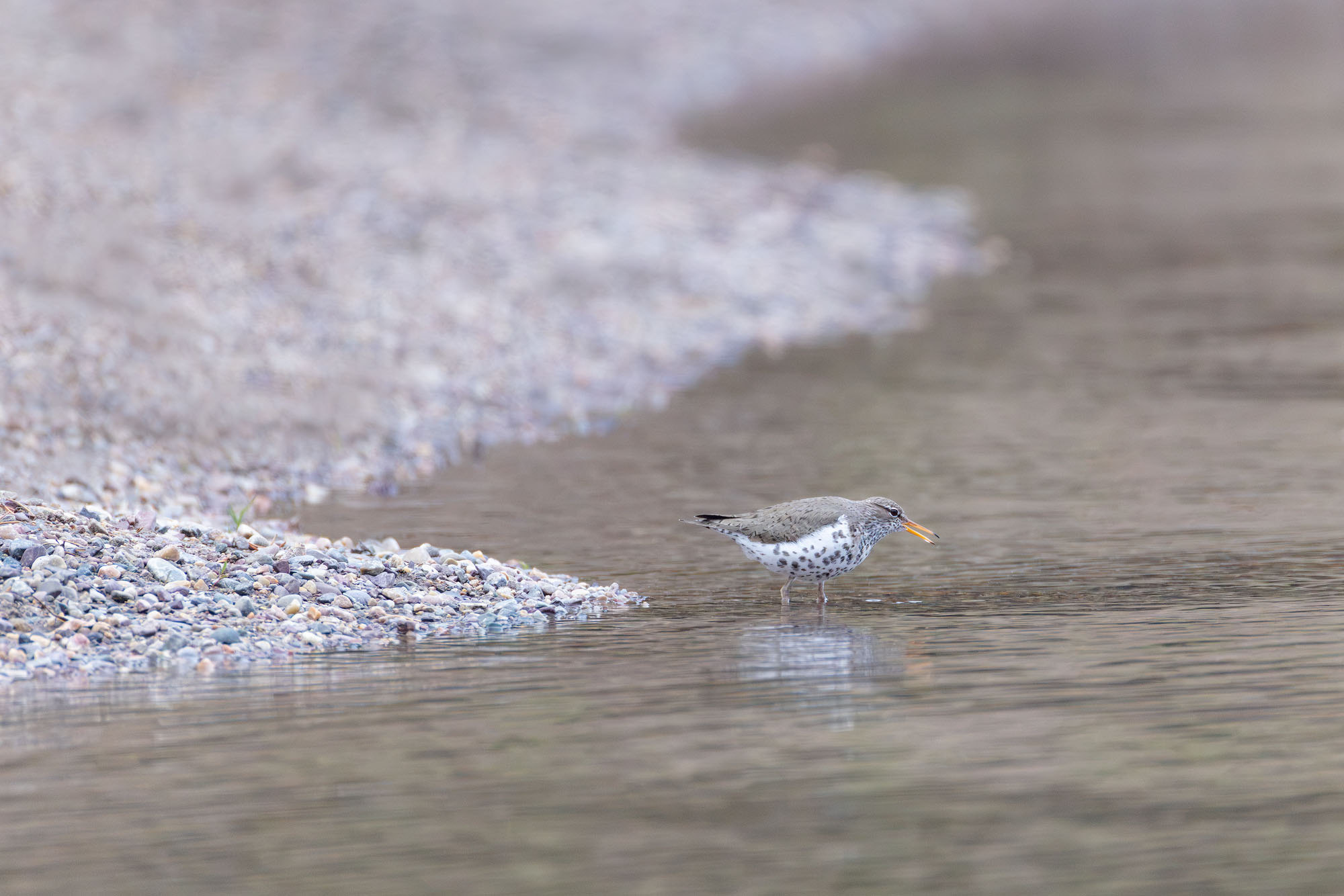 Forager A spotted sandpiper searching for food along a quiet, calm bank of the Snake River in Grand Teton National Park.