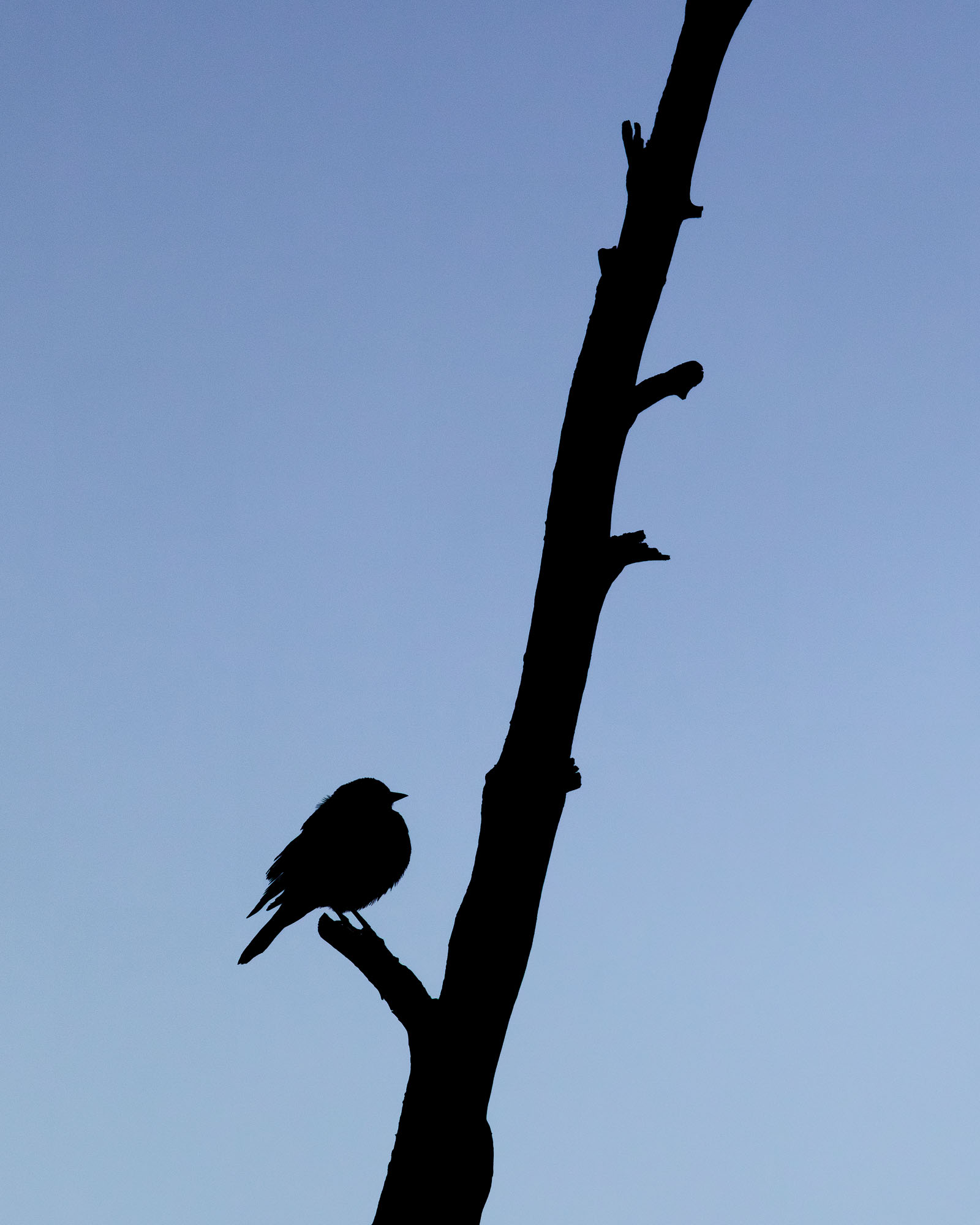 At Rest A silhouette of a bird at rest at twilight. Grand Teton National Park.