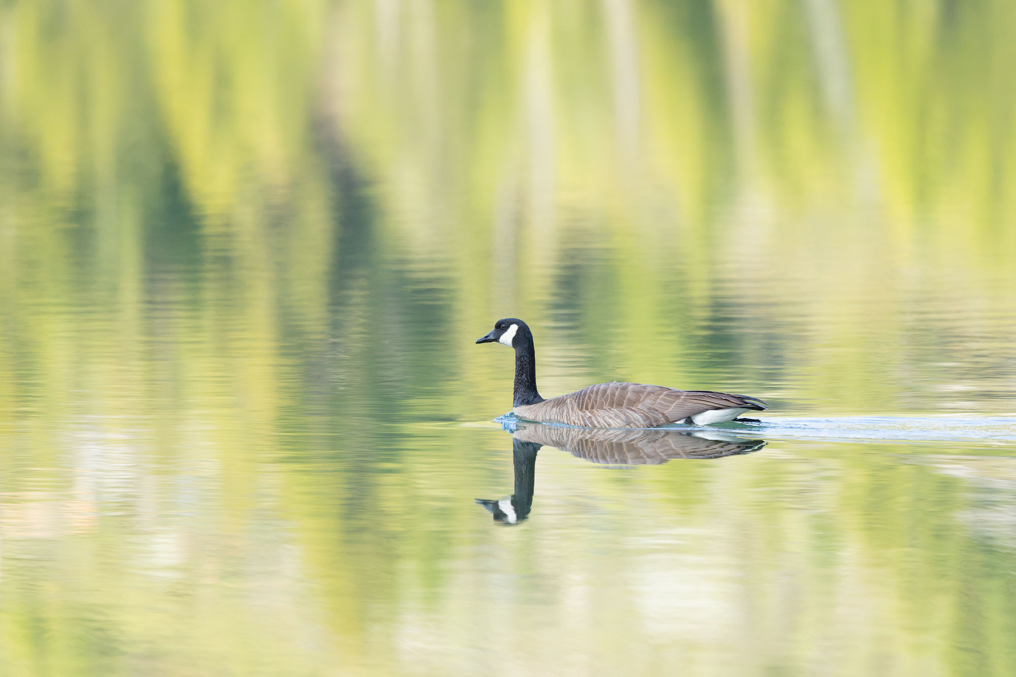 Cruising Along A Canada goose cruising through the pretty green reflection of a sunlit hillside in Grand Teton National Park.