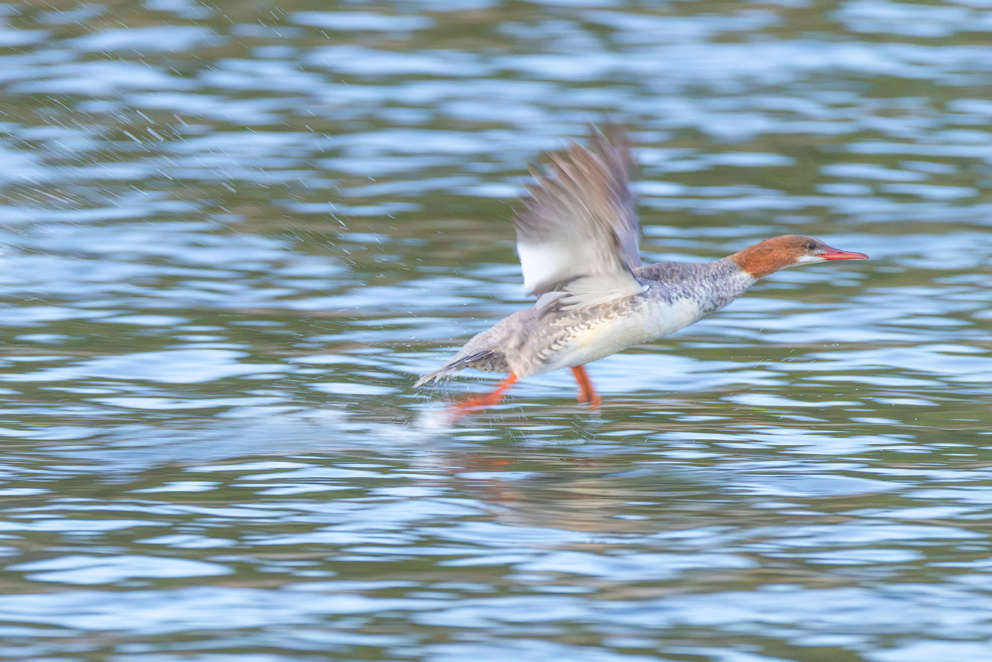 Walking on Water A common merganser taking flight in Grand Teton National Park.