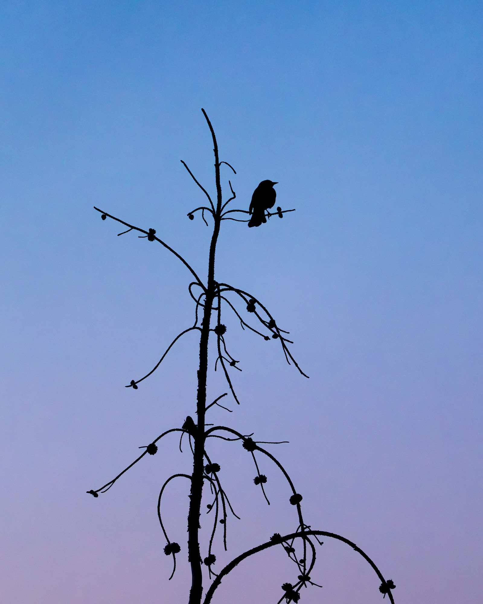 Last Light A silhouette of a bird at rest at sunset in Grand Teton National Park. This dead tree was a favorite, as a rotating cast of birds...