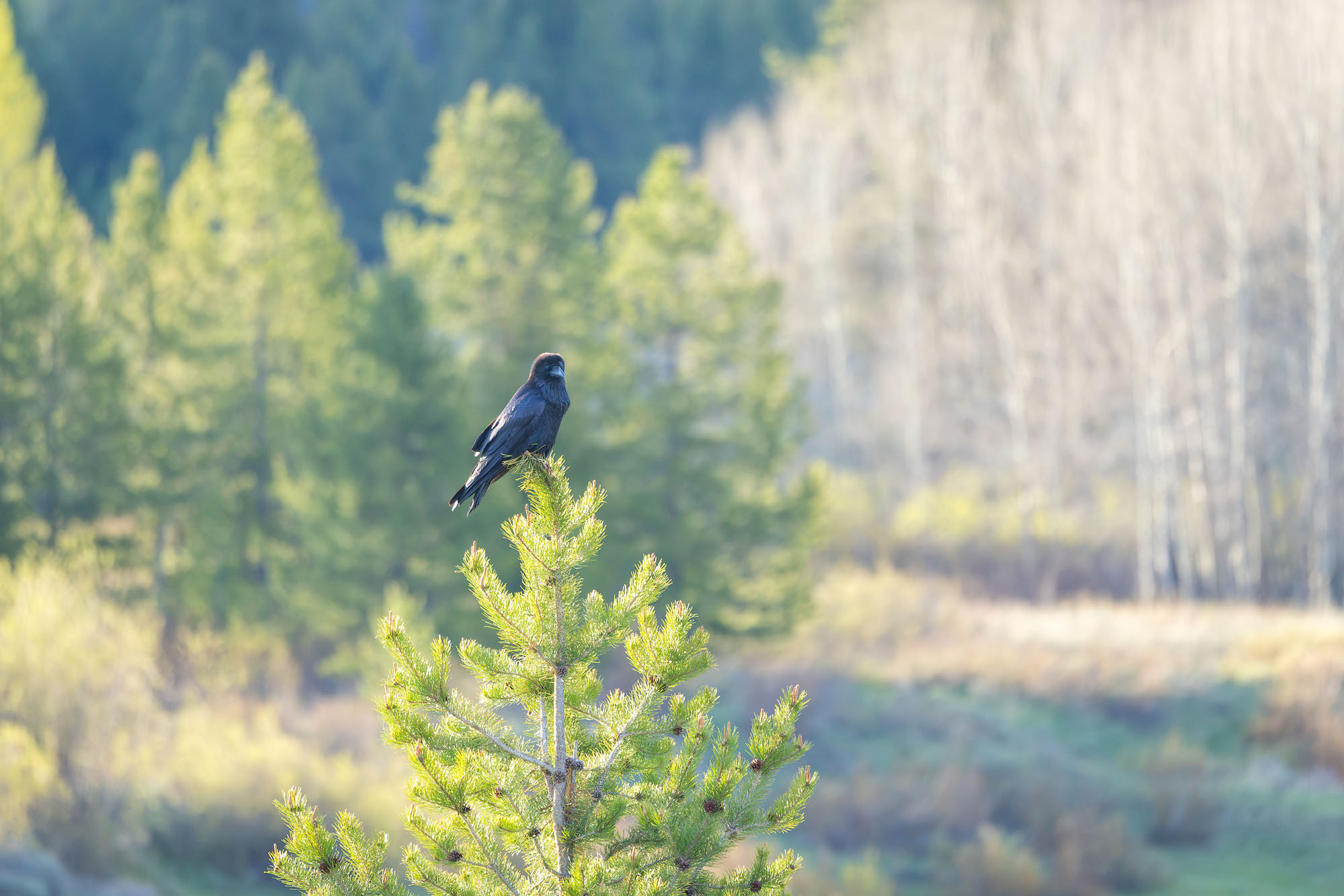 Perched A big raven perched atop an evergreen tree in Grand Teton National Park.