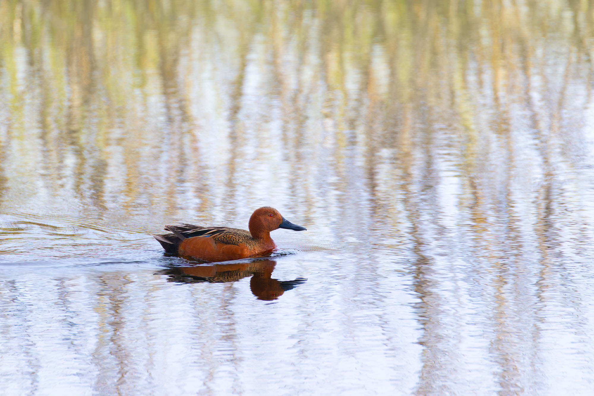 Matchy Matchy A pretty cinnamon teal cruises through a reflection that nicely coordinates with its feather colors in Grand Teton National Park...