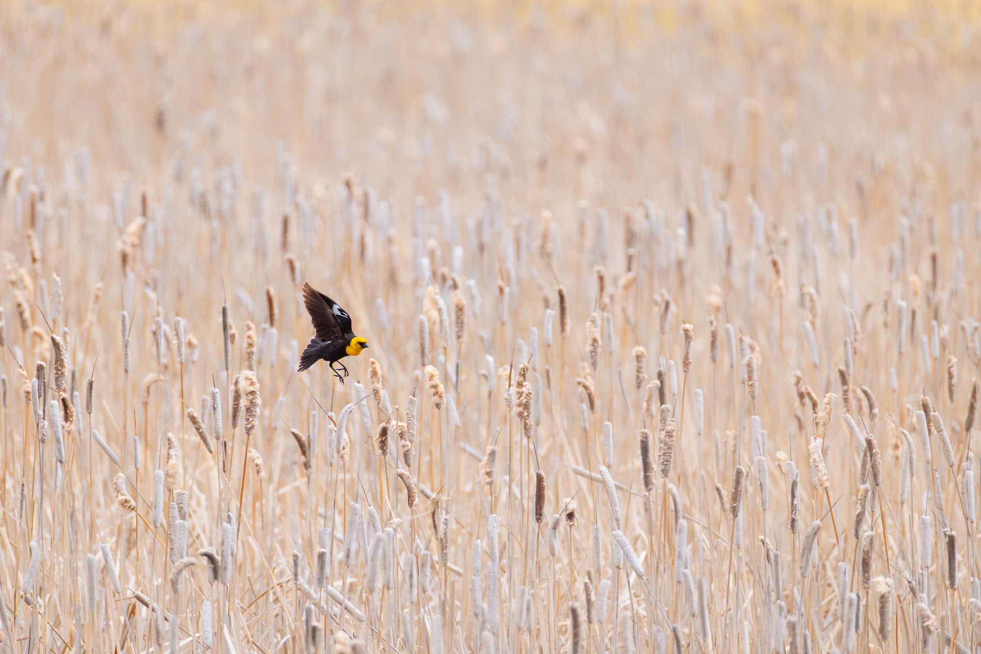 Among the Cattails A yellow-headed blackbird lands on a cattail at the National Elk Refuge near Jackson, Wyoming.