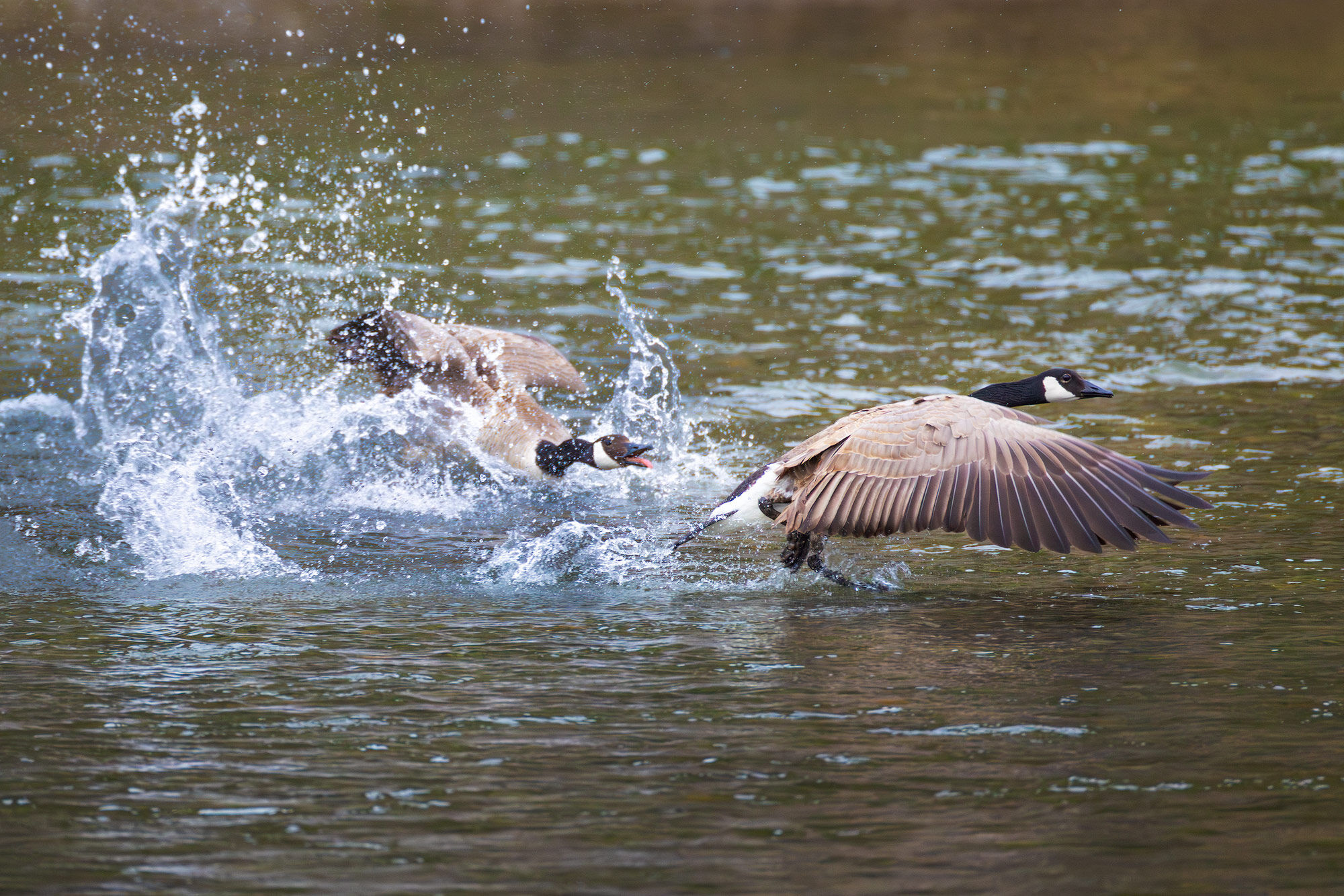 Discord We watched these two Canada geese fight over a nesting spot on the side of the Snake River for quite some time. The rear goose...