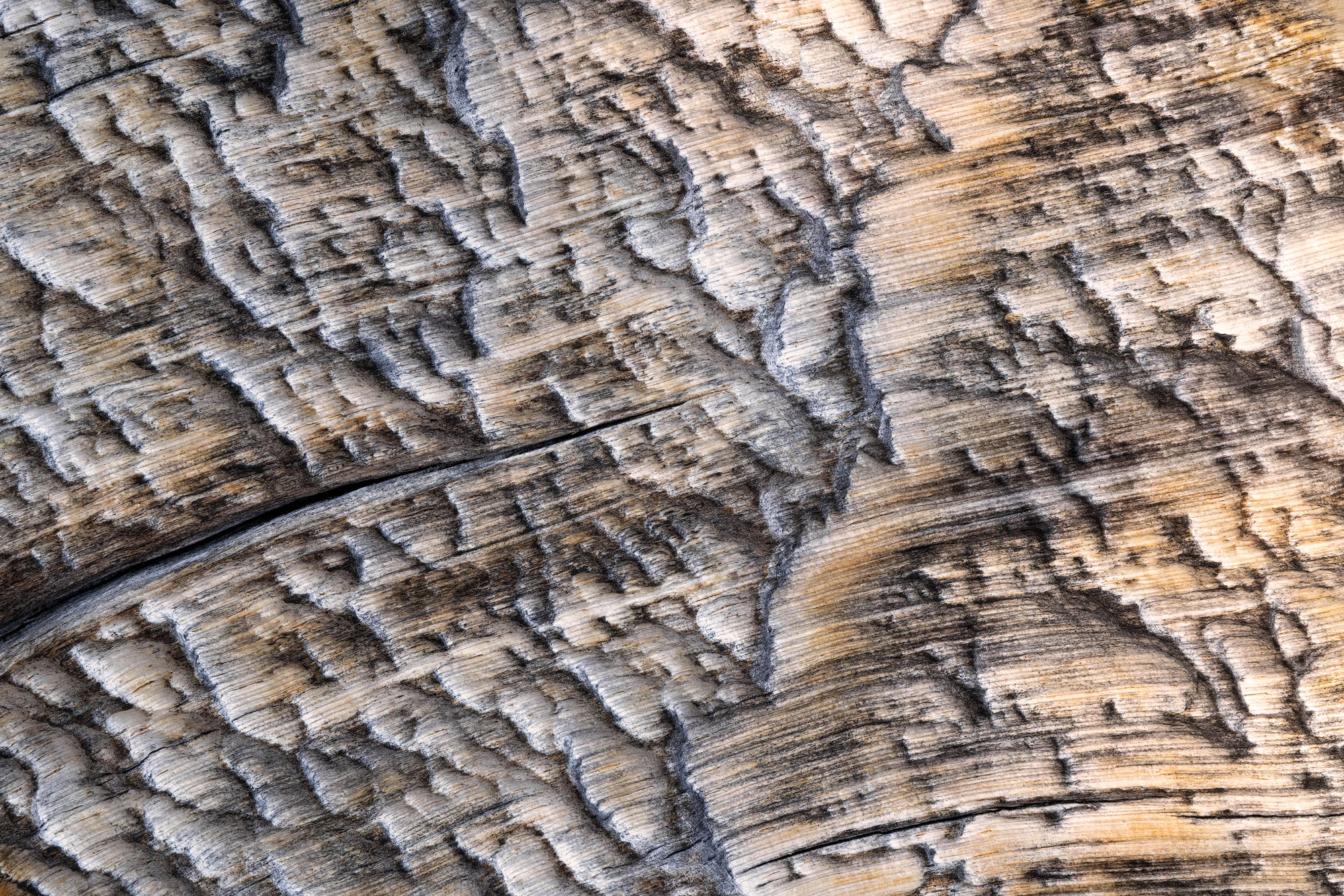 With the Grain An abstract take on the exposed and weathered wood of an ancient, or at least very old, bristlecone pine (Pinus longaeva) growing...