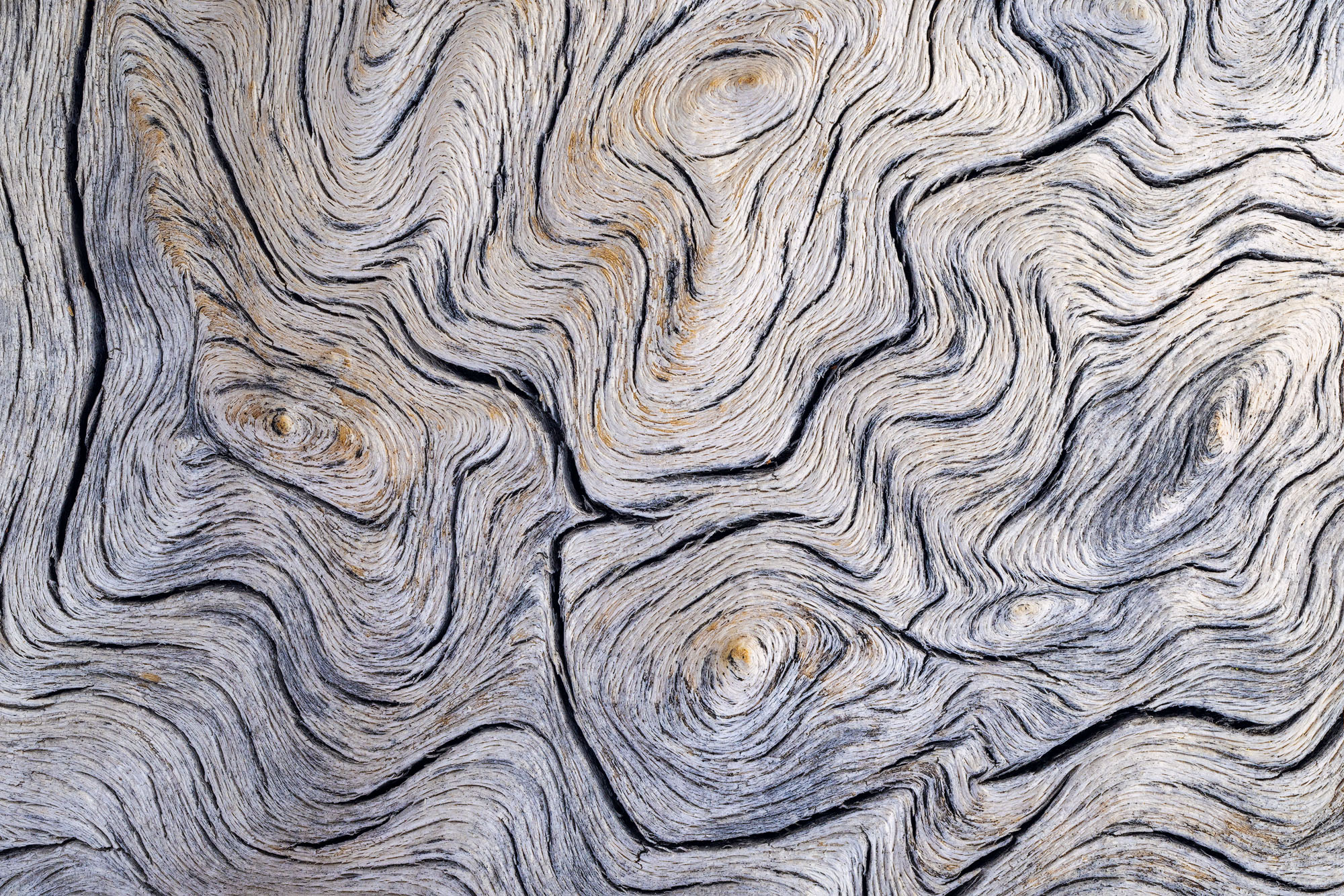 Rhythmic Curves An abstract take on the exposed and weathered wood of an ancient, or at least very old, bristlecone pine (Pinus longaeva) growing...