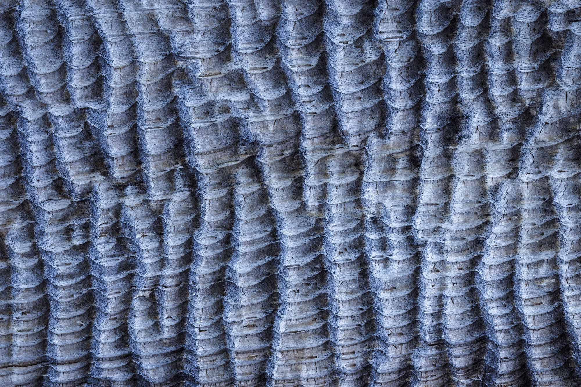 Ridges and Ripples An abstract take on the exposed and weathered wood of an ancient, or at least very old, bristlecone pine (Pinus longaeva) growing...