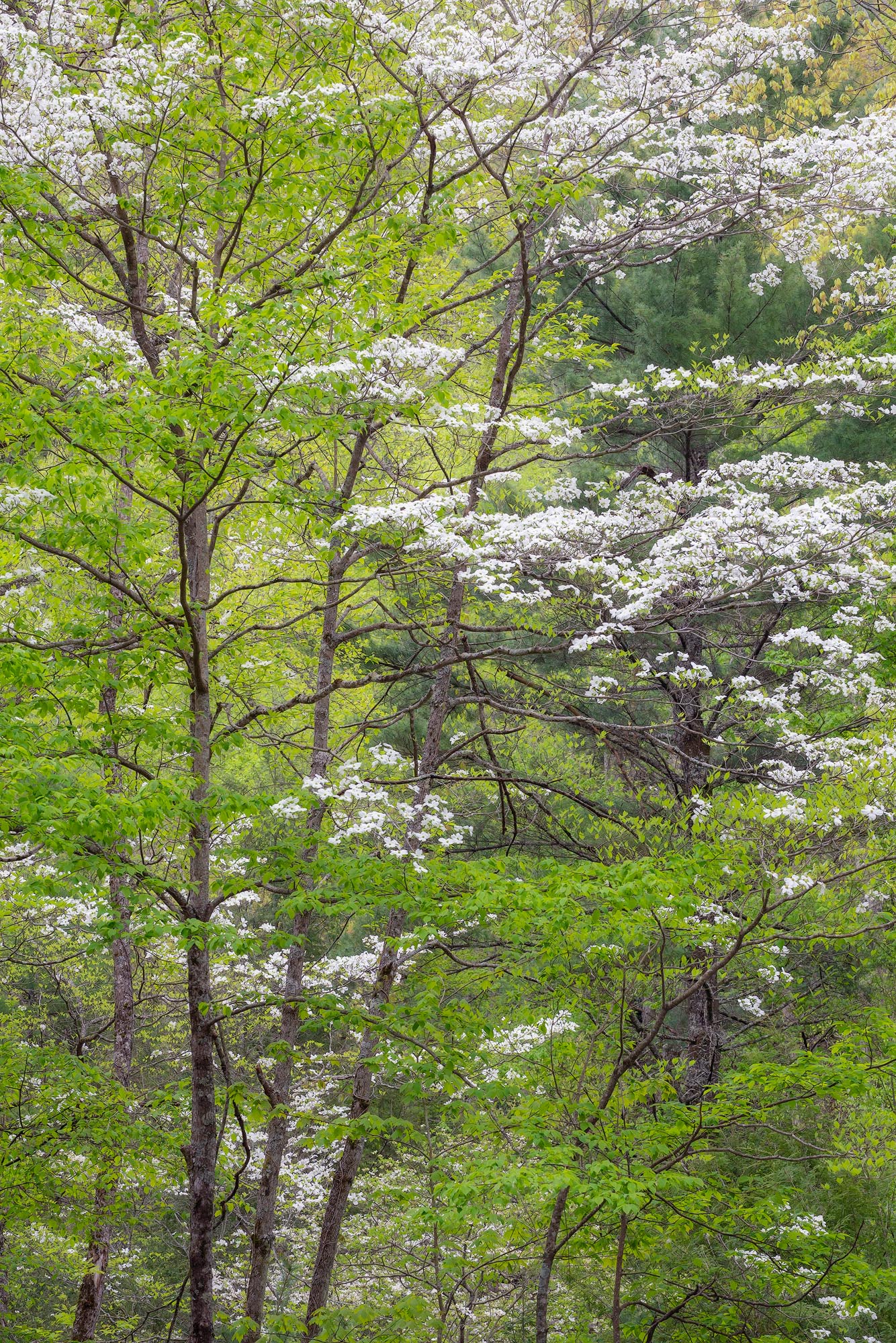 Spring Dogwood Blooms