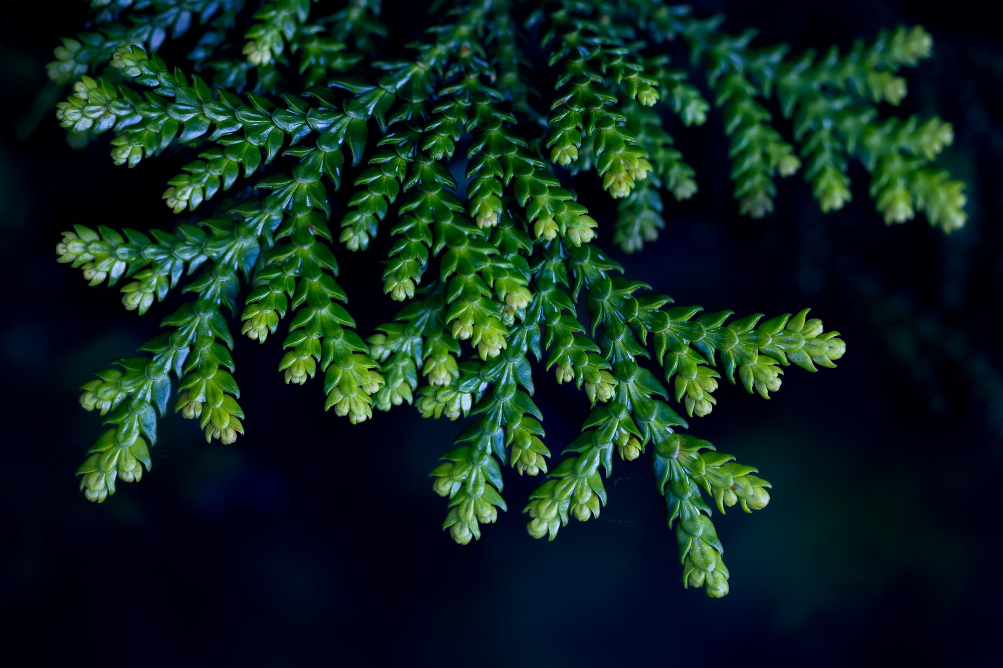 Sprig