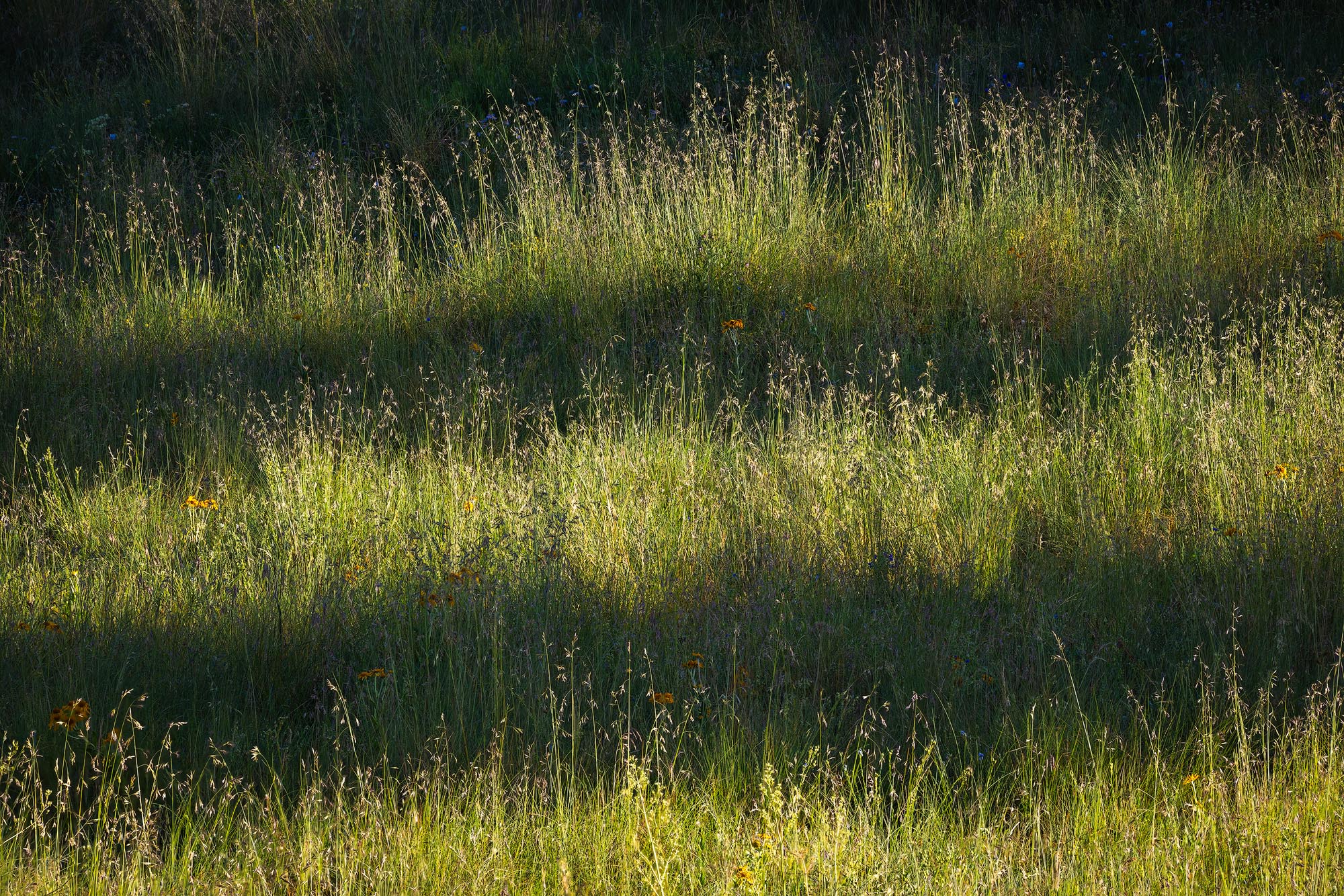 Tree shadows create a mix of light and dark on this patch of grasses. Crested Butte, Colorado.